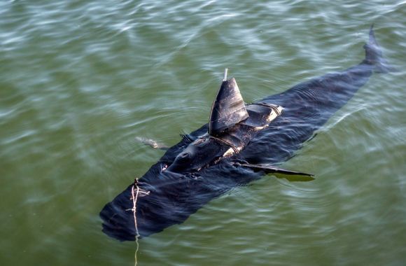 GhostSwimmer
